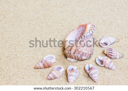 Marine Shells  on the  sand, Sea mood wallpaper. Vacations , holidays, traveling background.