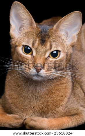 Black Abyssinian Cat