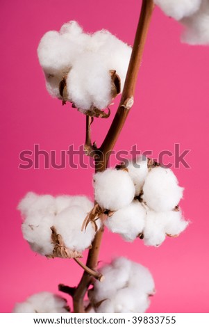 Cotton plant