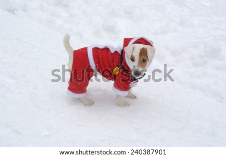 Dog in the snow with Christmas costume