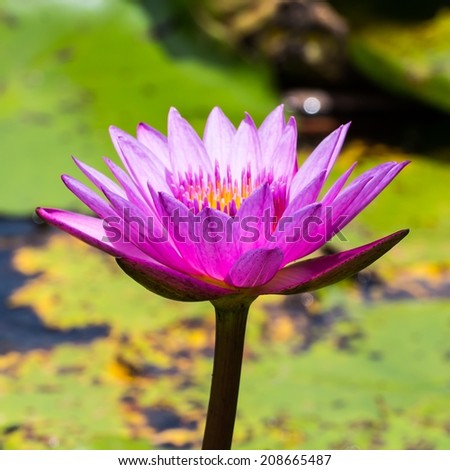 Purple lotus ,close up petals of lotus.