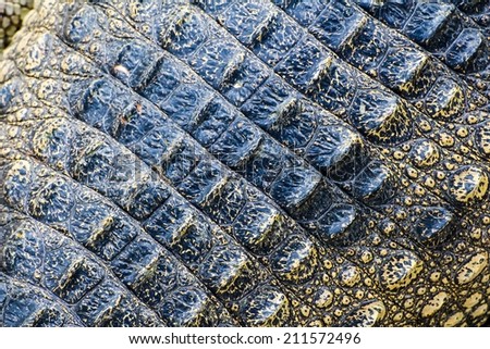 The skin on the back of a freshwater crocodile.