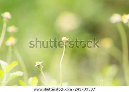 Abstract blur background,Abstract blur grass flower on green blackground.