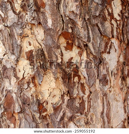 The surface of bark in nature.