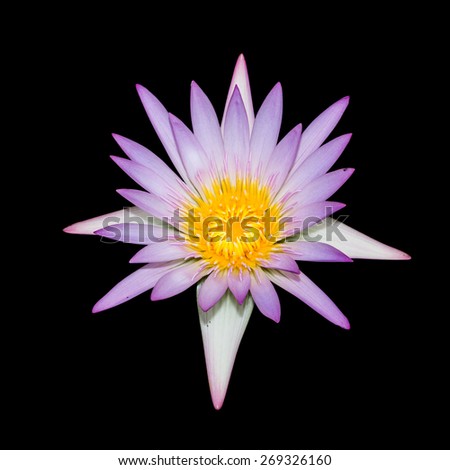 Isolate of purple lotus on black background.