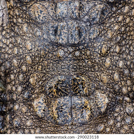 The skin on the back of a freshwater crocodile.
