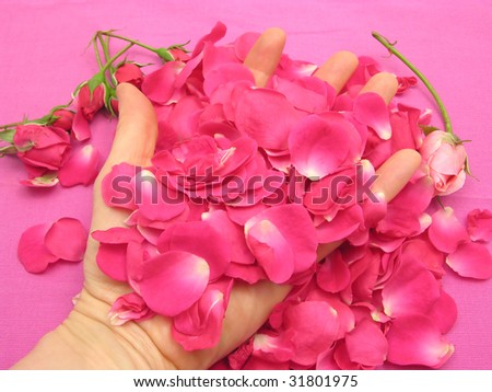 Pink rose buds and petals in open hand on pink linen background