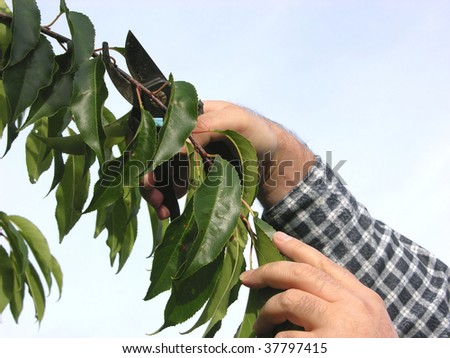 Cutout of a hand with secateurs cutting branch