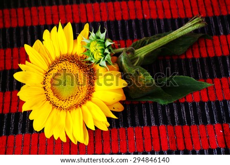 Sunflower on red vintage background