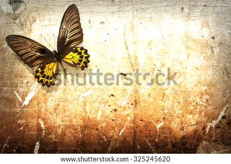 Butterfly on vintage grunge wall background