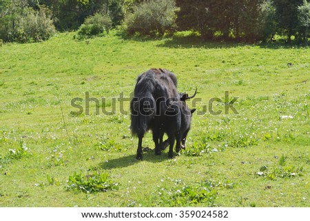 Yak cattle in tibetan areas meadow