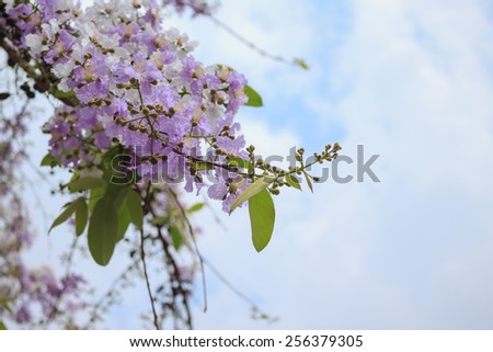 flower purple on sky background