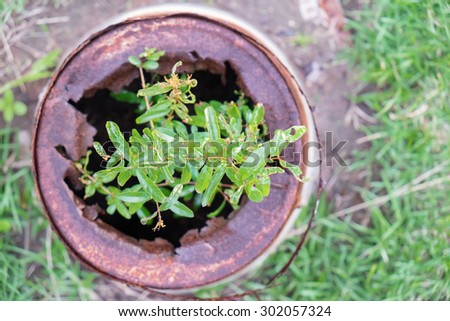 little green trees grow from rusted  bucket and it still alive