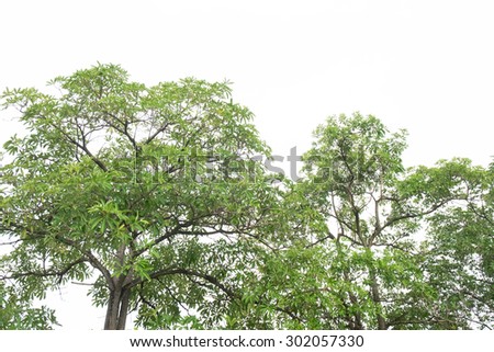 tree on white background, green leafs.