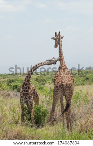 Cute Giraffe couple. Amboseli, Kenya.