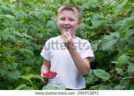 boy with a plate of raspberry bushes, eating berries