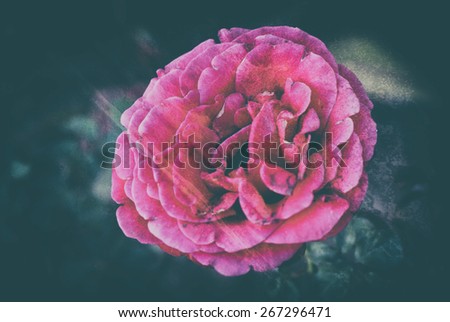 Retro flower Photograph of a violet color flower, in a retro style