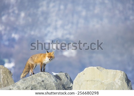 The Red Fox is walking on the rocks / 
