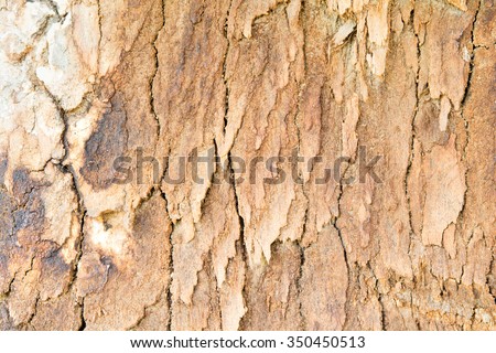 very skin old bark wood