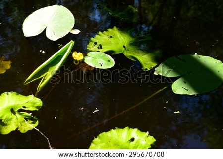 Nature summer forest River water lily surrounded by water world