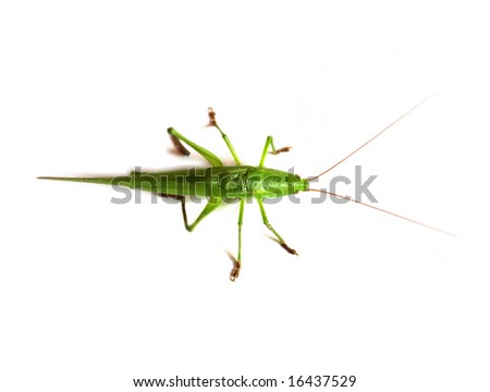 cricket insect drawing. cricket insect pics. photo