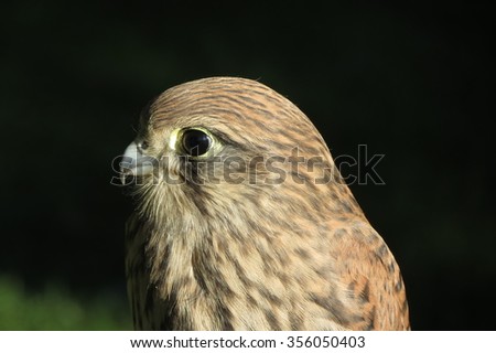 Bird of prey (York, UK, town park)