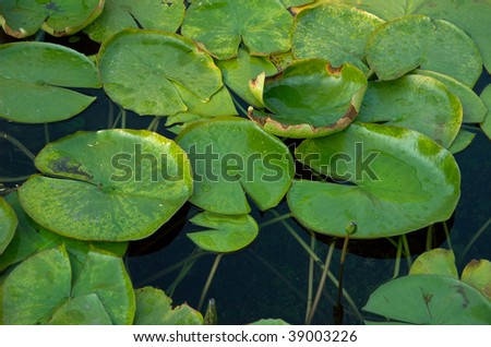 Round green leaves of a plant in water
