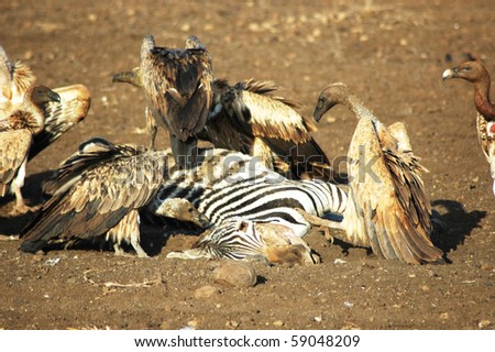 Dead zebra coupon