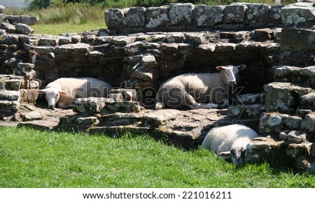 Sheep lying in the shade of remains of historic Hadrian's Wall in the North of England on a hot July day.