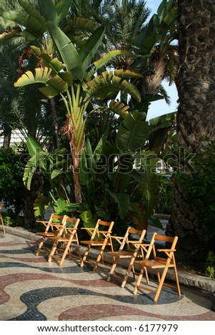 Empty chairs beneath a banana tree, on a mediterranean sidewalk.
