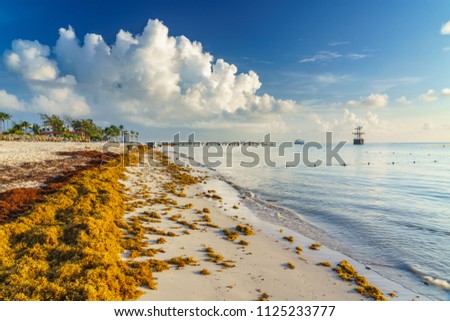 Punta Cana, Dominican Republic - June 19, 2018: : sargassum seaweeds on ocean beach in Bavaro, Punta Cana. Due to global warming, the altered ocean current bring sargasso to Dominican Republic coast.