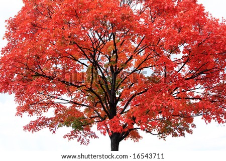 Pacific Maple Tree