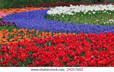 Multicolored flower bed