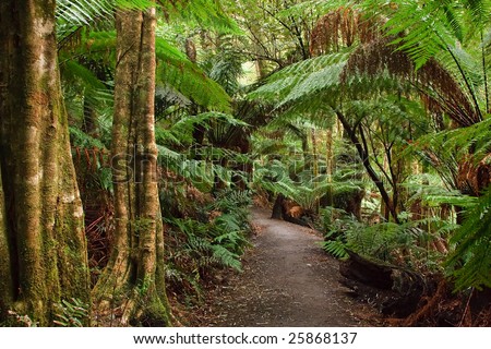 Rain forest, Australia
