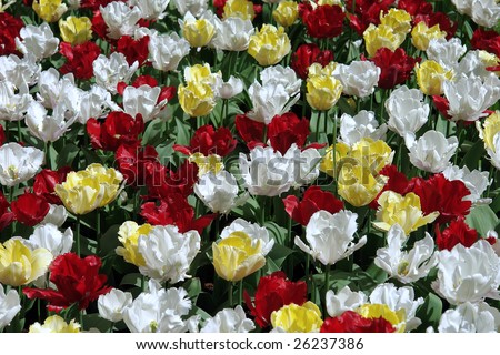 Floral pattern: multicolored tulips, Keukenhof gardens