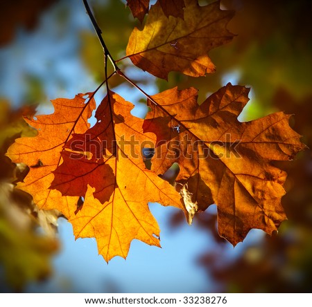 Red oak autumn leaves (Quercus Rubra)