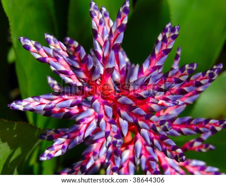 Exotic Flowers on Exotic Tropical Flower Stock Photo 38644306   Shutterstock