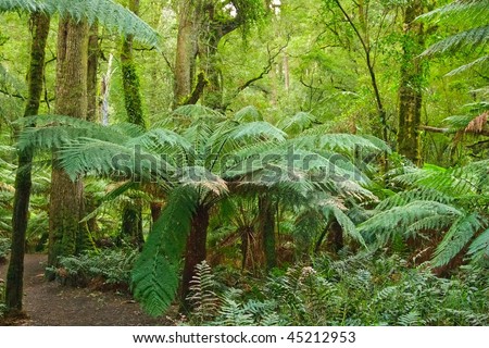 Rain forest, Victoria, Australia