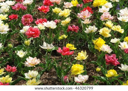 Floral patterns: multicolored tulips