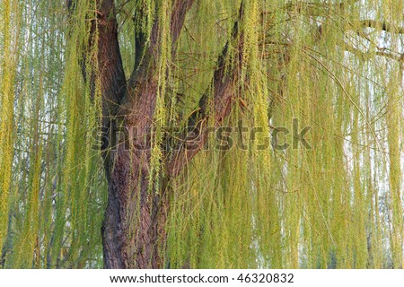 weeping willow tree clip art. weeping willow tree