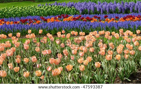 Tulips and bluebells, Keukenhof, the Netherlands