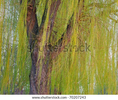 Weeping Willow Tree Service Ny