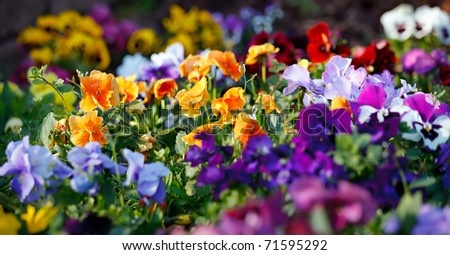 Multicolored violet flowers