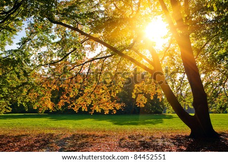 Sunny autumn foliage