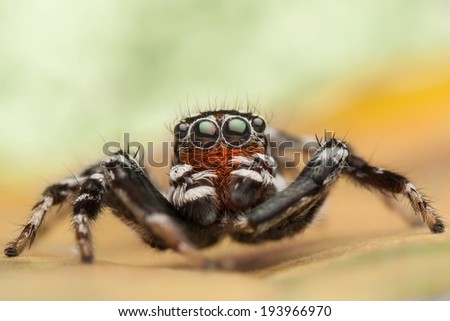 Orange beard jumping spider from Thailand face to face