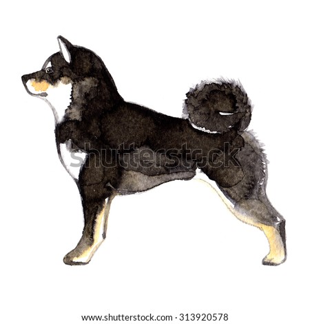Shiba Inu Dog painted with watercolors on white background. Japanese black dog, Shiba Inu, colored drawing ink