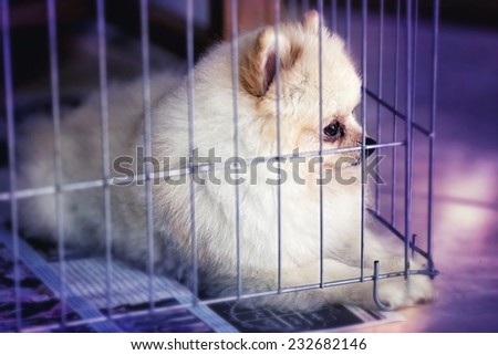 Little dog sits behind the bars of a shelter cage , A dog in an animal shelter, waiting for a home , alone in the dark