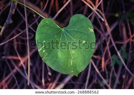 leaf on a grass, very shallow focus