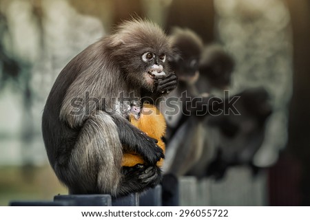 young dusky langur in hug of mother and dramatic lighting
