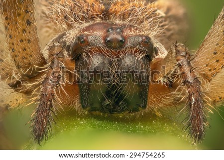 Spider macro shot front view